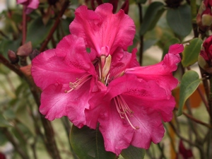 Rhododendron Williamsianum Gartendirektor Glocker